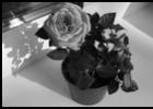 Лепестки роз в магии применение