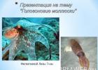 Открытый урок по биологии «Осьминоги, кальмар, каракатицы
