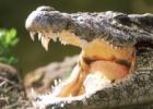 Почему предки крокодилов были сухопутные животные